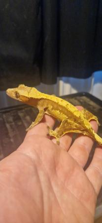 Image 3 of 4 yesr old.red female crested gecko