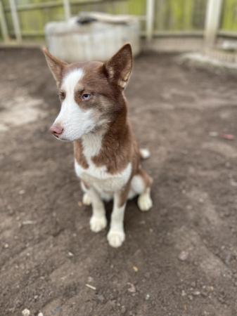 Image 4 of Japanese Akita mixed breed puppy