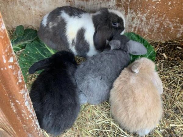 Image 5 of BABY MINI LOPS LOOKING FOE EVER HOMES