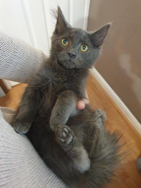 Preview of the first image of Kittens Russsian blue Long hair Gray kitten boy playful.