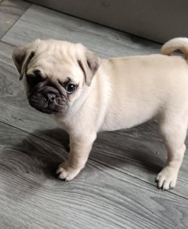 Image 19 of Last boy remaining * Pug puppy ready to leave now