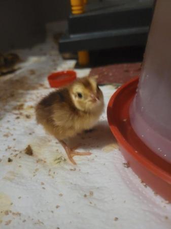 Image 4 of Coturnix Quail Chicks Due 26th May UNSEXED For Sale