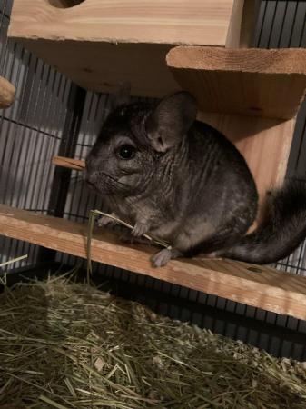 Image 2 of 2x chinchillas with large cage