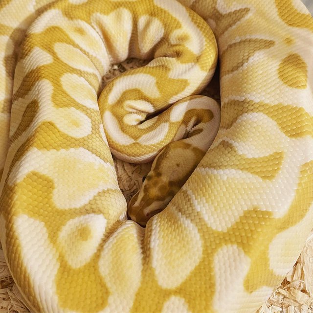 Preview of the first image of Banana,Pastel, Lesser, YB CB22 Ball Python.