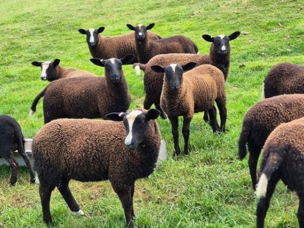 Image 3 of 2024 Zwartble lambs ewes/wethers/ram