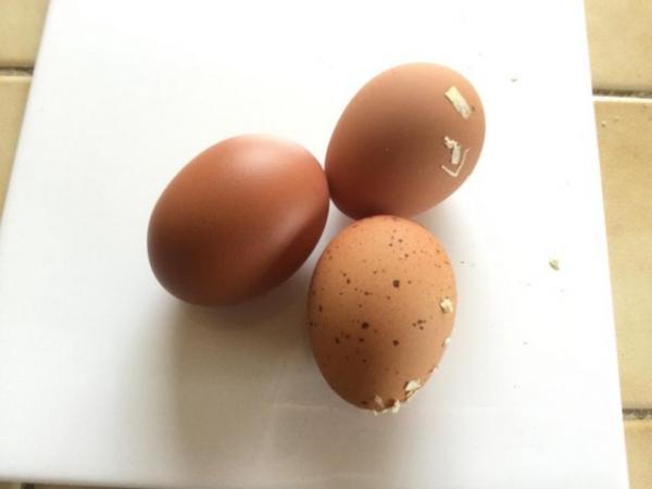 Image 2 of Welsummer Large Fowl Fertile Eggs