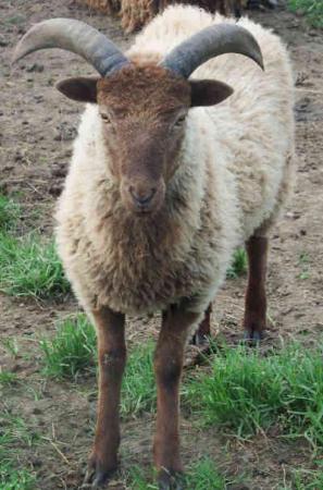 Image 3 of Soay female yearlings,now available