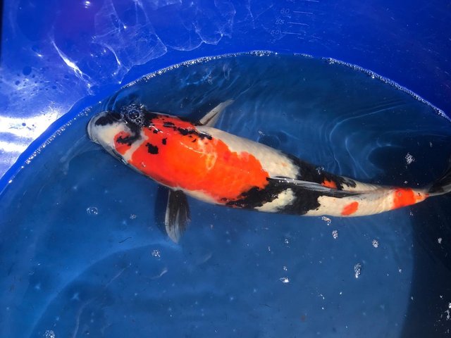 Preview of the first image of 12 Japanese Koi for sale.