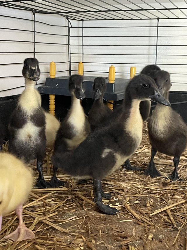 Preview of the first image of Cayuga, Aylesbury & Cayuga x Aylesbury Ducklings for sale.