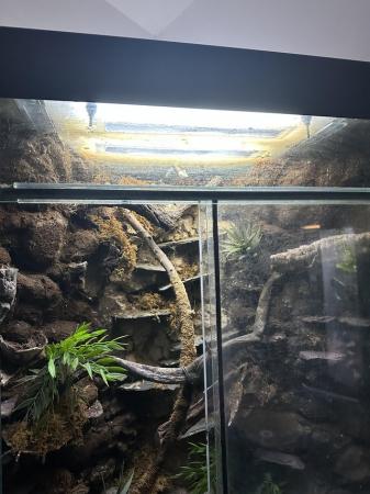 Image 6 of HUGE Full sized corner reptile terrarium / vivarium
