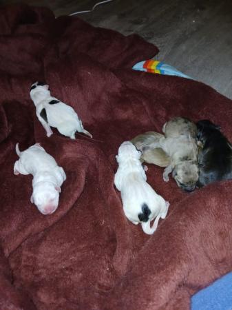 Image 10 of Staffordshire bull terrier puppies