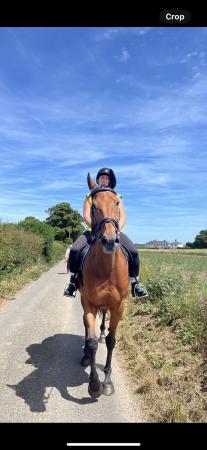 Image 1 of 16.1 hh thoroughbred 12 years old gelding
