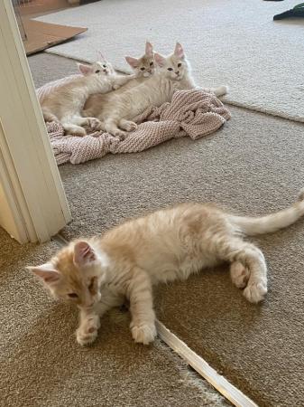 Image 2 of 3 male, 11 week old Maincoon kittens Tica registered.
