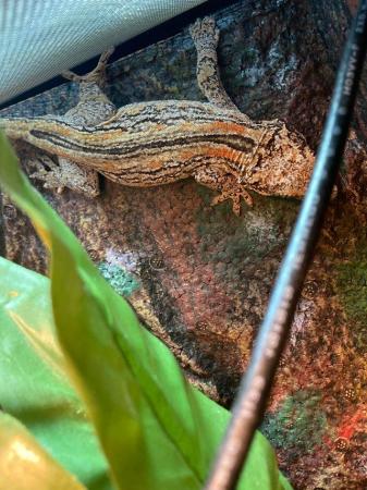 Image 12 of ~2 Year 9 Month Old Orange Striped Gargoyle Gecko + Set Up