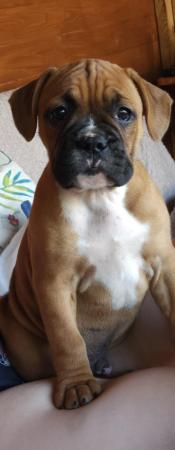 Image 1 of Boxer mix french bulldog dog (Froxer) puppies.