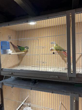 Image 2 of Pineapple Conures for sale x 3