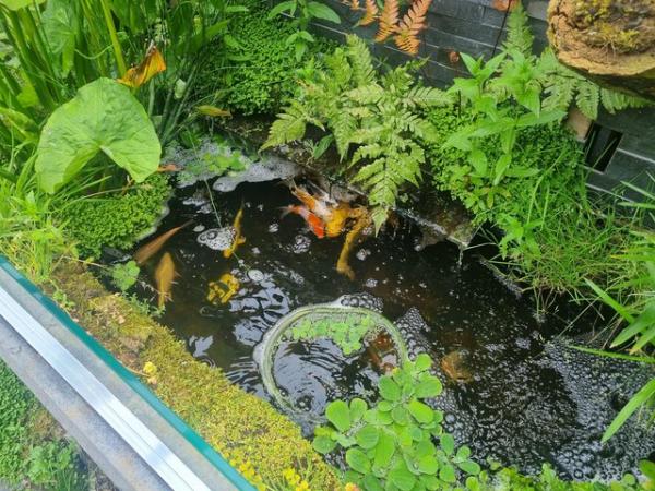Image 3 of Koi carp / pond fish / Mirror Carp