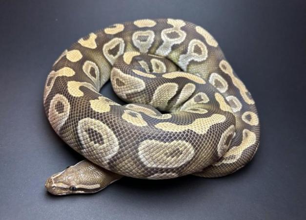 Image 4 of CB15 Proven Female Mojave Ball python