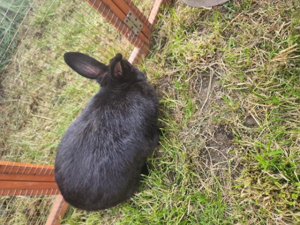 Image 1 of 7 months old girl rabbit