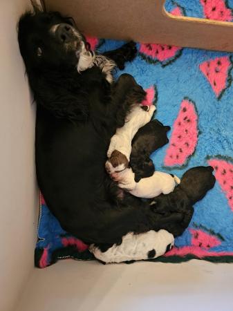 Image 6 of KC Registered Working Cocker Spaniel Puppies, Ready mid July