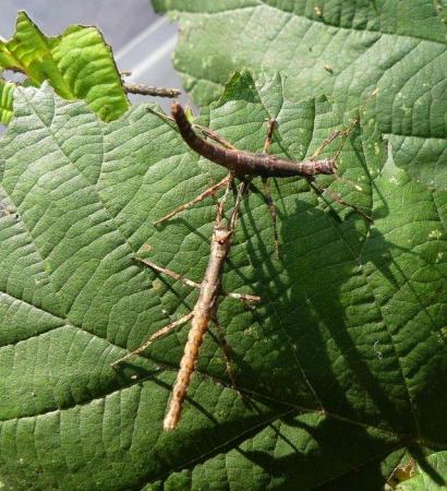 Image 2 of Sungaya Sunny Stick Insect Nymphs
