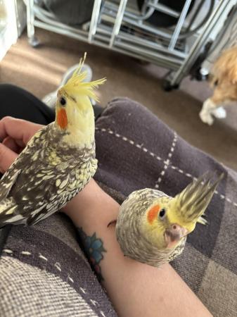 Image 8 of Hand reared cockatiels looking for new homes READY NOW