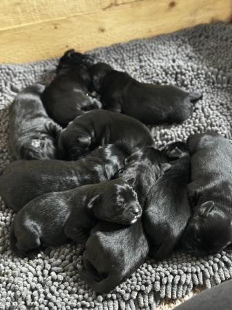 Image 5 of Labrador x spaniel puppies