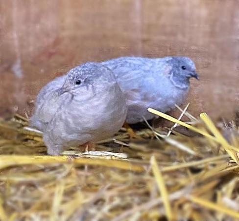 Image 2 of Chinese Painted Button Quail
