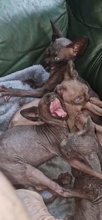 Image 2 of Gorgeous purebreed Canadian Sphynx Kittens, lovely colours