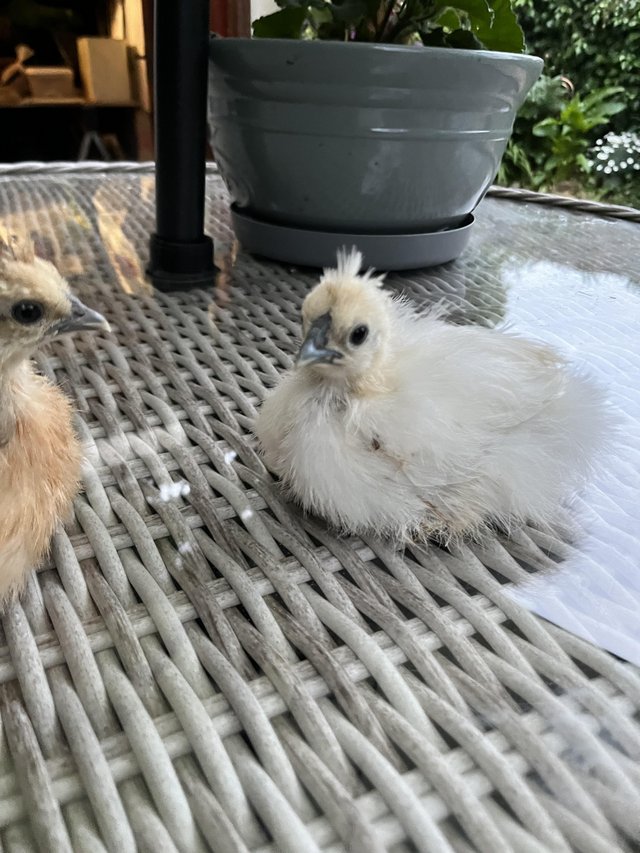 Preview of the first image of 8 week old miniature silkie bantams.
