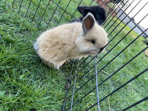 Image 4 of 2 rabbit / bunnies for sale mini lops