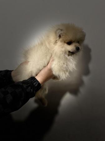 Image 11 of Teddy face Pomeranian puppies