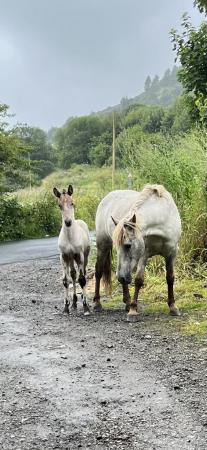 Image 2 of Spanish Spotted Saddle Horse 2024 foal