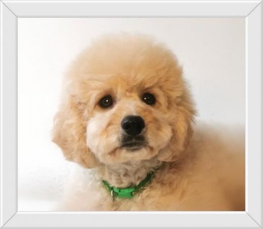 Image 4 of Gorgeous Cavapoo Boy from 5* Licensed Breeder