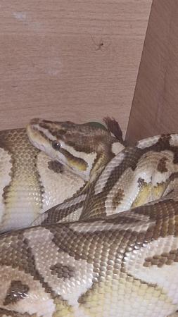 Image 6 of Lesser Ball Python (Adult Male)