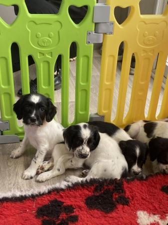Image 10 of Ready this weekend Springer spaniel puppies