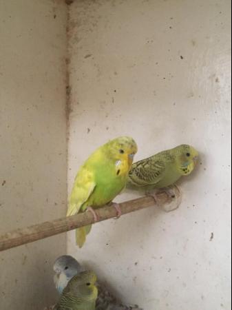 Image 5 of Adult and Baby Budgies for sale from £10.00 each