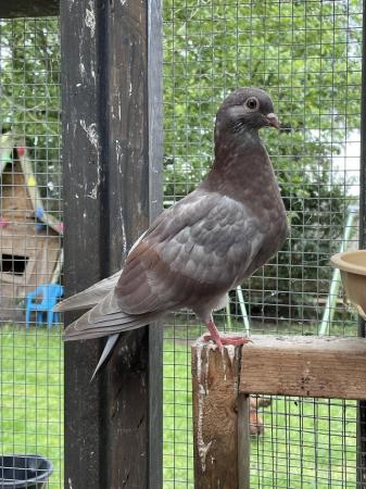Image 4 of Mixed Pigeons for Sale x7