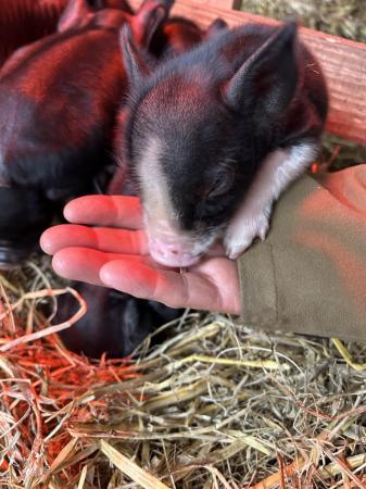 Image 1 of Kune Kune piglets males and females available