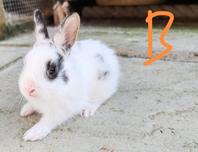 Preview of the first image of Netherland dwarf x bunnies.