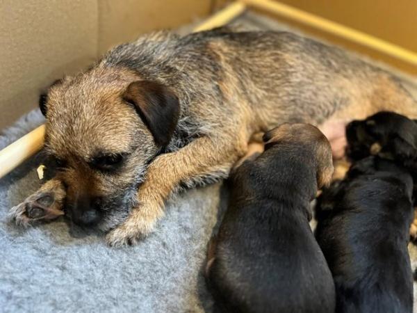 Image 5 of Border Terrier boy puppy - special home sought