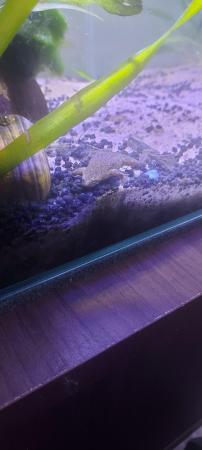 Image 2 of Fully aquatic african dwarf frogs