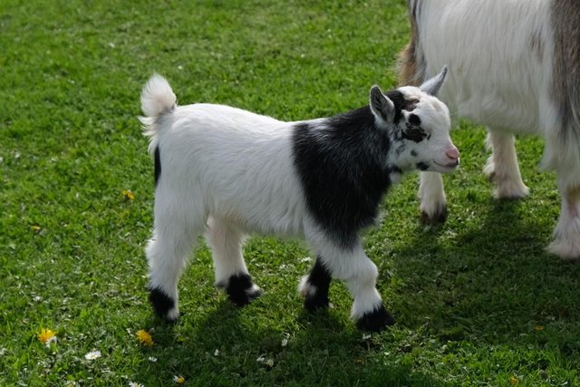 Image 3 of PYGMY GOAT WETHER KIDS FROM REGISTERED PARENTS