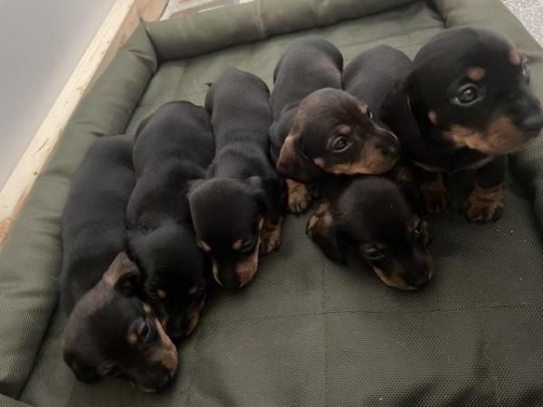 Image 7 of Miniature Black and Tan dachshunds puppies
