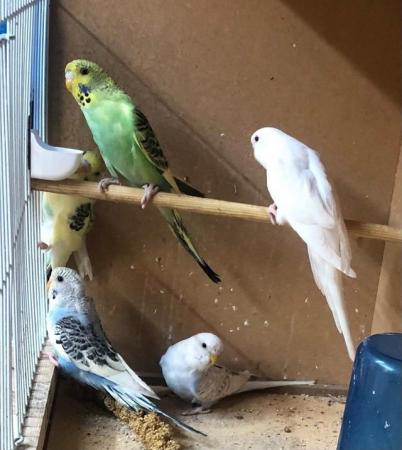 Image 8 of Young budgies looking for good homes