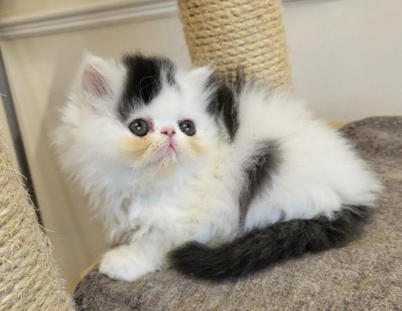 Image 5 of Persian perfectioni registered babies