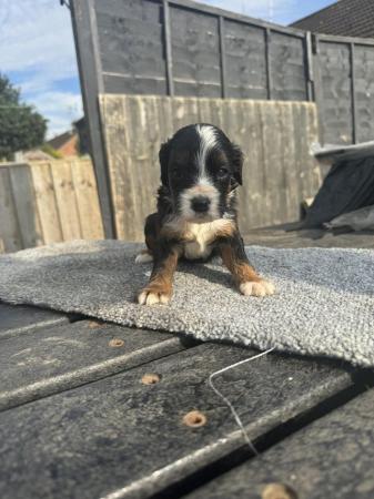 Image 1 of Cocker spaniel puppy ready to leave
