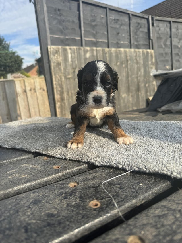 Preview of the first image of Cocker spaniel puppy ready to leave.