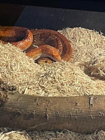 Image 10 of 3 corn snakes want forever home