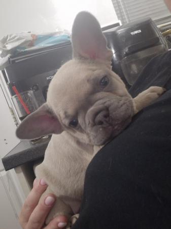 Image 16 of KC Registered French Bulldog Puppies 2 left